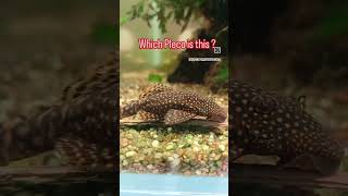 Whats the BEST Pleco for Your Aquarium [upl. by Maletta150]