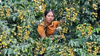 Harvesting Wampee Fruits Bitter Melon Garden Goes to the Market to sell  Tran Thi Huong [upl. by Macnair]