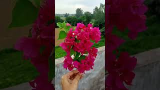 Girl hand flower picture shorts beautiful flowerloversbougainvillea amaryllislilytikona flowers [upl. by Ardnasirhc]