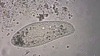 Paramecium under the microscope [upl. by Ociram15]