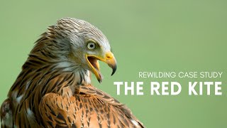 Rewilding Case Study  The Red Kite [upl. by Zeph]