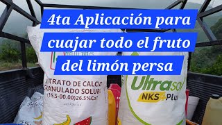 4ta Aplicación con unos de los mejores foliares para el cuajado del limón persa [upl. by Dimah]