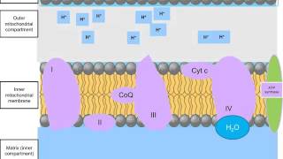 Electron Transport Chain NADH and FADH2 [upl. by Robin]