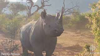 Aggressive Rhino Repeatedly Charges at Car [upl. by Lesig]