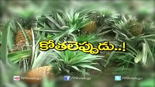 Managemental Practices In Pineapple Cultivation  Eruvkak  99tv [upl. by Ramedlab]