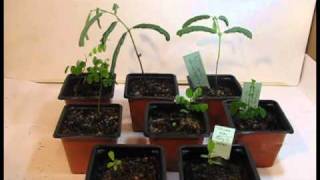 Grow Bonsai From Seed  Two Months Later [upl. by Nordek]