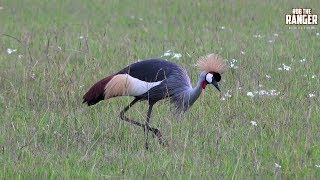 Grey Crowned Crane Balearica regulorum Courtship Display  Zebra Plains [upl. by Aicercul]