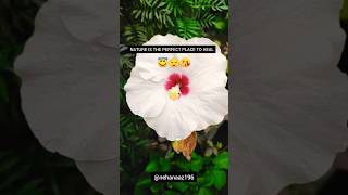 Sukoon peace nature naturelovers plantslover trendingshorts shorts viralvideo song weather [upl. by Maisie]