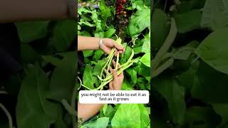 Grow The Unframed Beans gardening garden vegetables gardentips [upl. by Zoha406]