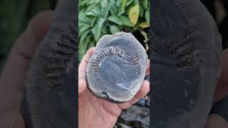 A complete Dactylioceras ammonite fossil in a limestone nodule awaiting preparation to reveal it [upl. by Horgan]