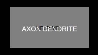 axon dendritehelp me isolated from each other [upl. by Nosloc]