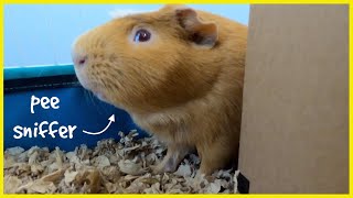 Spaghett the guinea pig is a pee sniffer [upl. by Edee787]