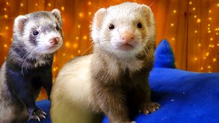 What You Need to Know About Ferrets [upl. by Wiskind]