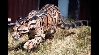 Formosan clouded leopard [upl. by Llemaj116]