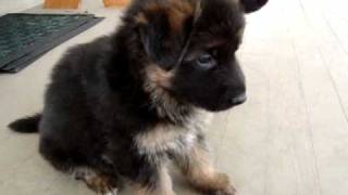 Breezy Meadows Long Coat German Shepherd Puppies at 33 days old [upl. by Falcone]