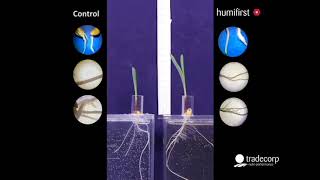 Timelapse video  Benefits of Humistar  Humifirst [upl. by Adnael900]