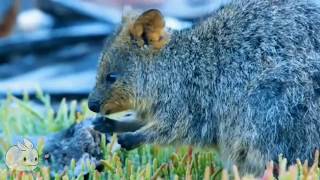 Meet the Quokka  Cutest Animal from Australia [upl. by Gallard]