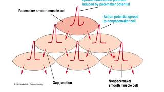 Smooth muscle physiology [upl. by Kirkwood]