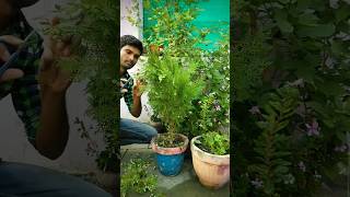 beautiful thuja plant cuttings nature plants thuja shorts [upl. by Murry]