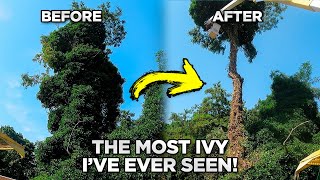 INSANE Ivy Covered Tree Removal [upl. by Notlil78]