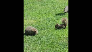 Woodchuck amp Squirrel [upl. by Nolrah]