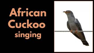 AFRICAN CUCKOO calling [upl. by Agni888]