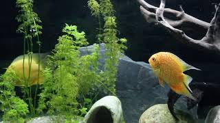 My new addition SA Cichlids [upl. by Llewellyn]