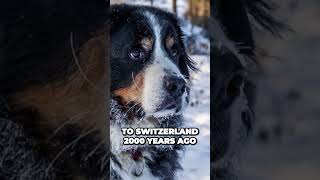 Mysterious Origins of Bernese Mountain Dogs Unveiled [upl. by Naginarb670]