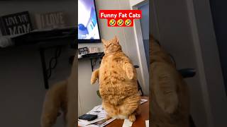 Funny Fat Cats 🤣 shorts cats funnycats funnypets fatcat [upl. by Konstantine]