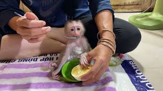 Mummy squeeze oranges for JOBI baby monkey to drink [upl. by Aihsiym641]