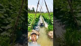 Tips for fast watering of millennial farmers abroad agriculture farming farmer technology [upl. by Netsirc]