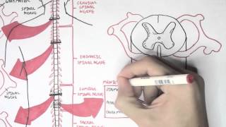 Neurology  Spinal Cord Introduction [upl. by Rebak]