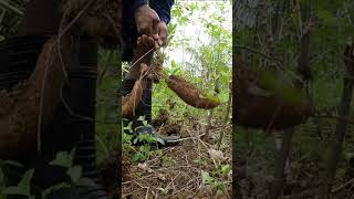 Harvesting cassava part 93 shorts farming cassava nature cassavaroots cassavafarming [upl. by Ameh]