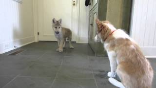 Baby Wolf Meets Border Collie Pup The Telltale Tail [upl. by Anaahs]