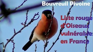 Des OISEAUX VULNERABLES en FRANCE  2 2 [upl. by Ynohtnaluap]