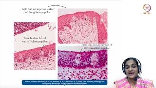 15  Specialised mucosa [upl. by Hooker99]