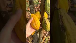 Cocoa Plant agriculture agronomy farming fruit fruitcrops cocoa farmer [upl. by Arreis86]