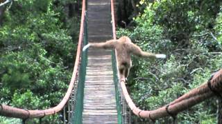 Gibbon on the Monkeyland bridge [upl. by Capon541]