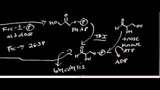 Biochemistry  Fructokinase Degradation of Fructose [upl. by Jadwiga]