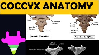 Coccyx Anatomy  Coccygeal Cornua Transverse Process  Axial Skeleton System  NEET Biology [upl. by Leoj328]