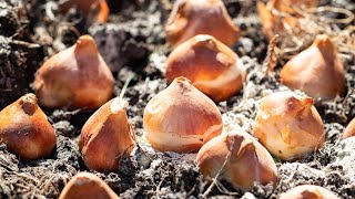 How to Plant Bulbs in the Fall Tulips Daffodils Allium Muscari [upl. by Alie]