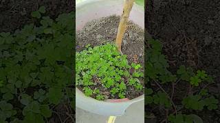 Plant of oxalis biology flora science amazing [upl. by Matta]