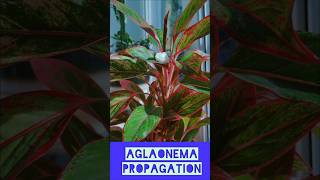 propagation aglaonema [upl. by Andree]