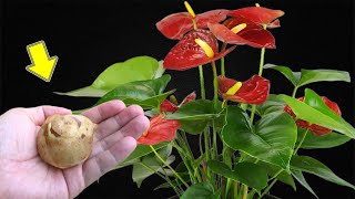 Place 1 Piece On The Base Of A Weak Anthurium And It Will Bloom Immediately [upl. by Zantos980]