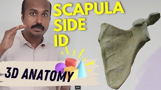 SIDE Left👈OR Right👉 of SCAPULA  IN TWO minutes [upl. by Kattie]