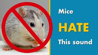 Mice Repellent Sound  Say GOODBYE MICE with this Ultrasonic Mouse Deterrent [upl. by Costanzia]