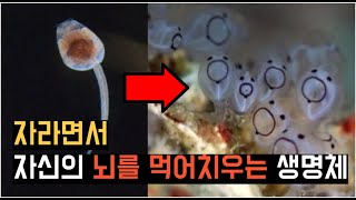 자라면서 자신의 뇌를 먹어 단맛을 내는 알박기 생물  피낭동물  01 멍게 Sea squirt [upl. by Inalel999]