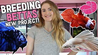 Breeding Beautiful Bettas on the New Fish Rack Step by Step Avatar Platinum White and Koi [upl. by Helsell122]