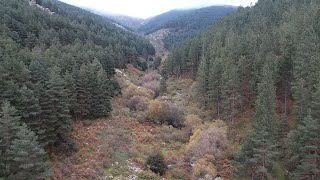 Pinares y robledal de la Sierra de Guadarrama Segovia [upl. by Malinde]