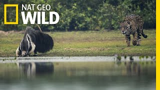 Jaguar and Giant Anteater Standoff Ends With a Twist  Nat Geo Wild [upl. by Drahsir]